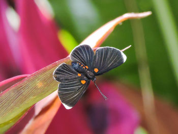 Close-up of insect on flower