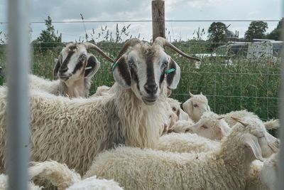 Close-up of sheep on grass against sky