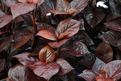 Full frame shot of wet leaves