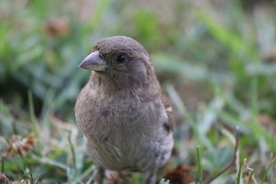 Close-up of a bird on field