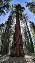 Low angle view of trees in forest against sky