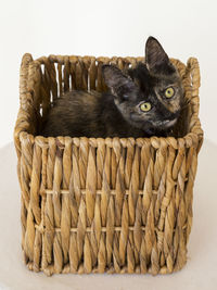 High angle view of cute tortoiseshell cat in square basket looking up 