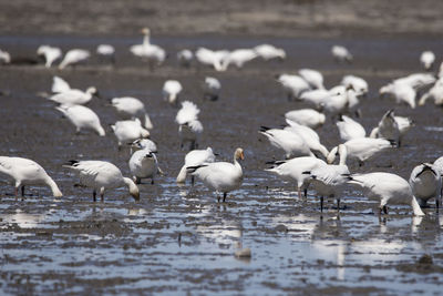 A white-morph goose standing staring among other greater snow geese rooting in muddy shore