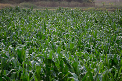 Close-up of crops growing on field