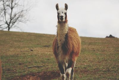 Portrait of a horse on field