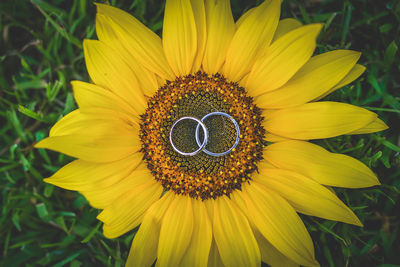 Close-up of yellow sunflower