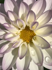 Close-up of white flowers