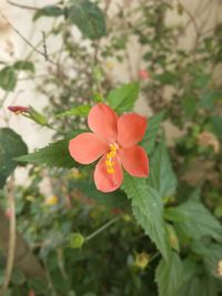 Close-up of red flowering plant