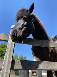 Low angle view of horse on wooden post against sky
