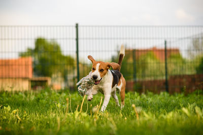 Dog running in field