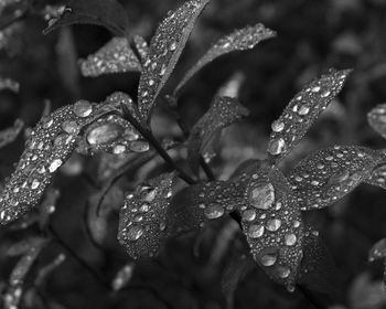 Full frame shot of leaves