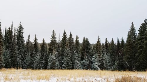 Trees on snow covered landscape against clear sky