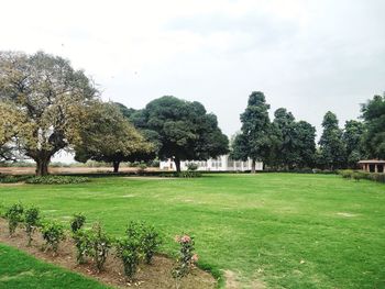 Trees on field against sky