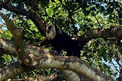 Low angle view of a monkey sitting on tree