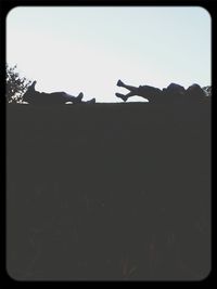 View of tree against clear sky