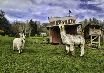 Low angle view of llama and goat standing on field against house