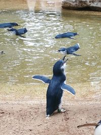 High angle view of bird in lake