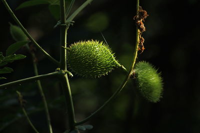 Green datura wrightii seed pods or datura seed pods on the tree