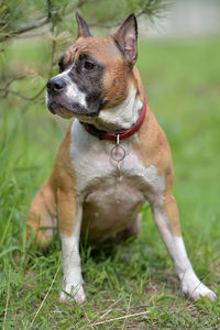 Dog looking away on field