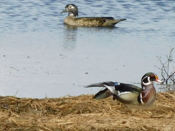 Ducks swimming in lake