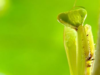 Close-up of yellow flower against green background