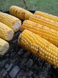 Close-up of corn