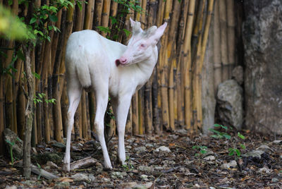 White muntjac deer standing by bamboo fence at zoo