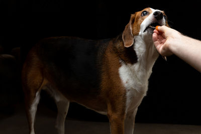 Side view of dog with hand on black background