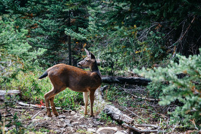 Deer standing on field in forest