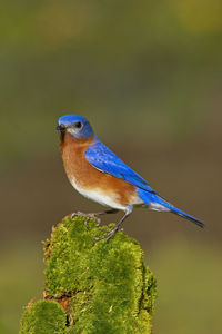 Close-up of a bird perching on a plant