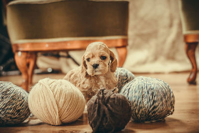 Close-up of dog with ball
