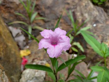 flowering plant