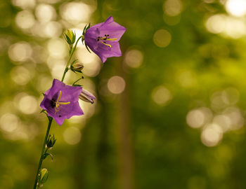 Close-up of purple flowering plant