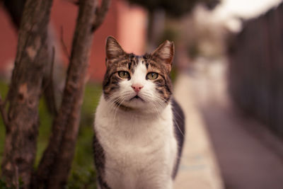 Close-up portrait of cat