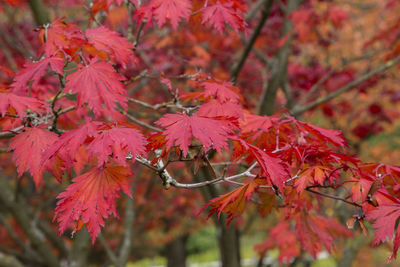 Close-up of red maple leaves on tree