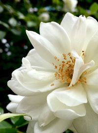 Close-up of white flower blooming outdoors