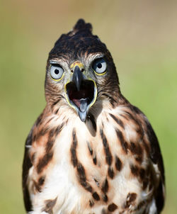 Close-up portrait of owl