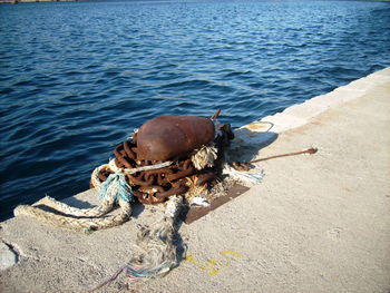 High angle view of turtle in sea