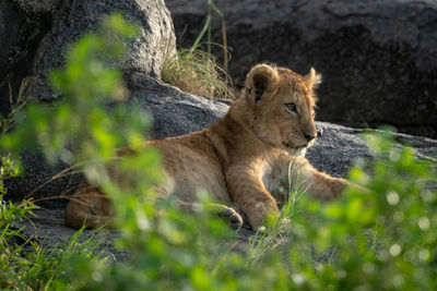 View of a cat relaxing on land