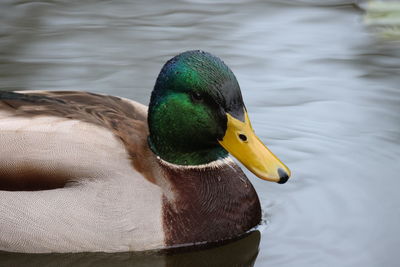 Close-up of a duck swimming in lake