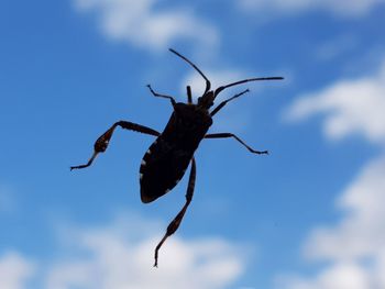 Close-up of insect