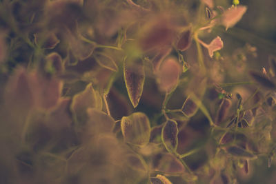 Full frame shot of plants