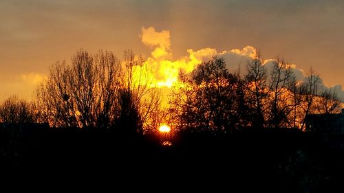 Silhouette of trees at sunset