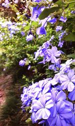 Close-up of purple flowers blooming