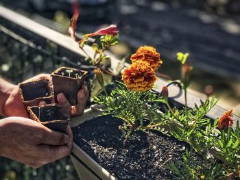 Close-up of hands holding potted seedlings against flowering plants.