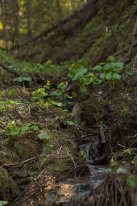 Plants growing on field in forest