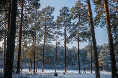 Trees in forest during winter