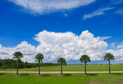 Trees on field against blue sky