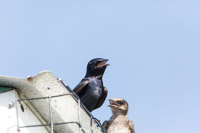 Purple martin birds progne subis perch around a birdhouse in marco island, florida