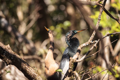 Close-up of birds perching on tree